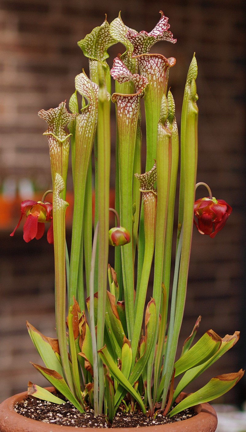 Crimson Pitcherplant photo 2
