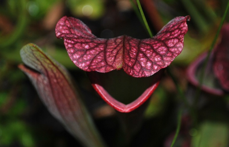 Crimson Pitcherplant