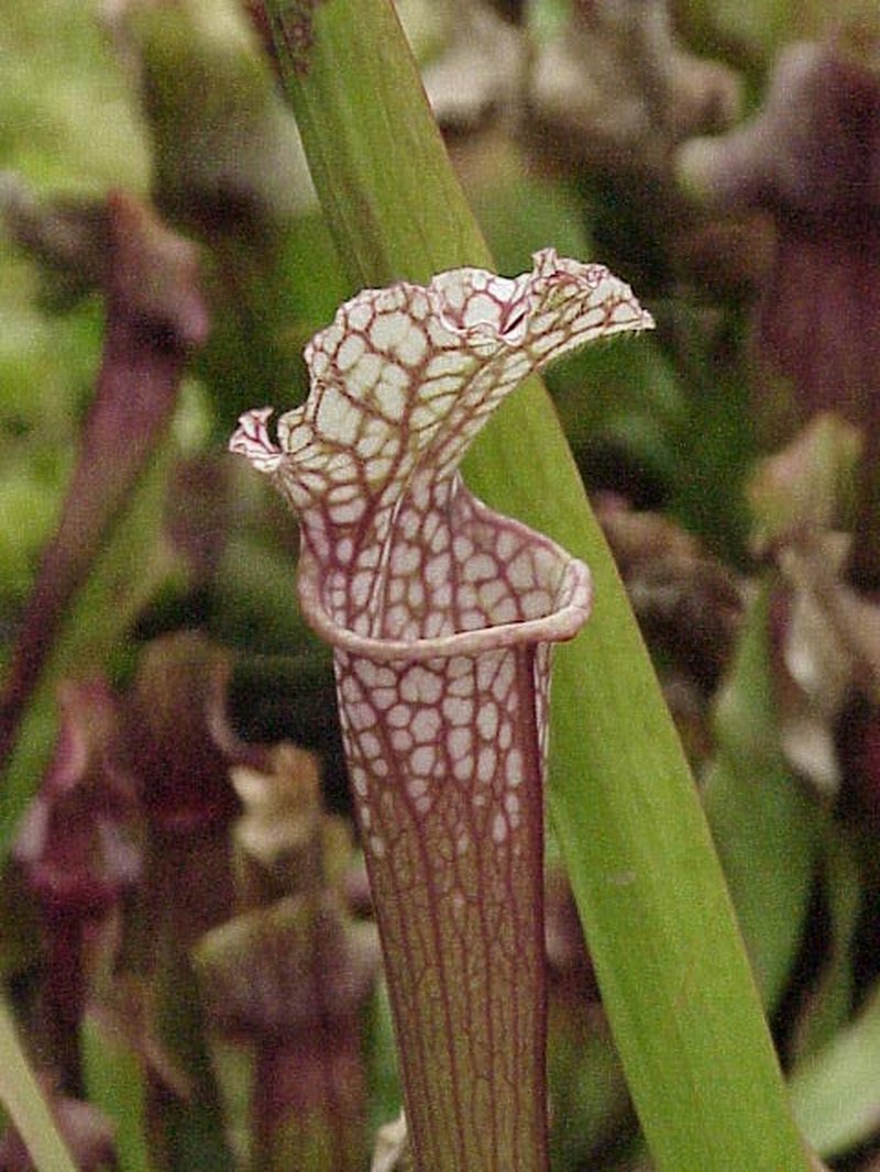 Crimson Pitcherplant photo 4