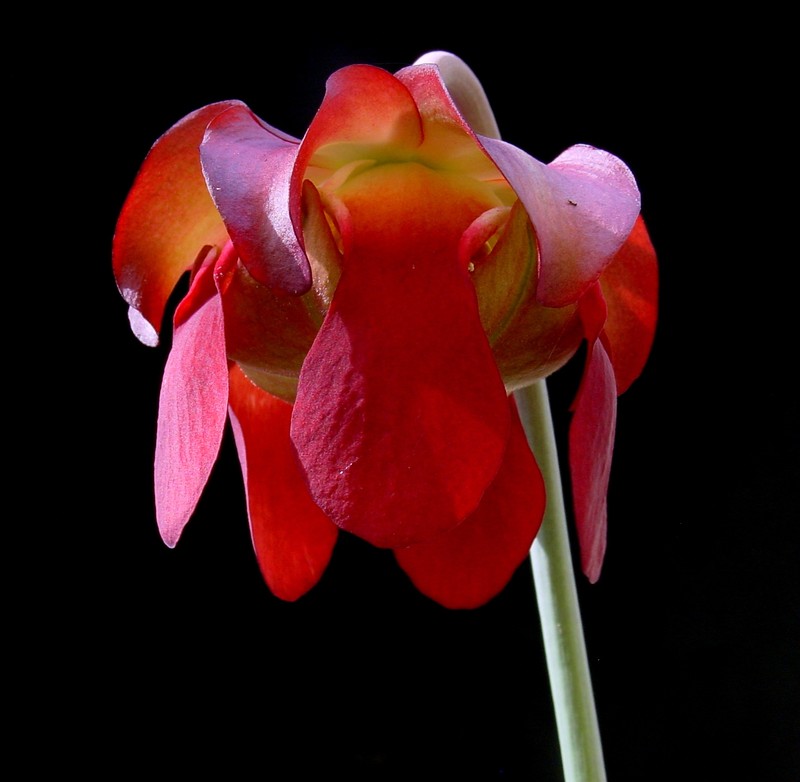 Crimson Pitcherplant photo 5