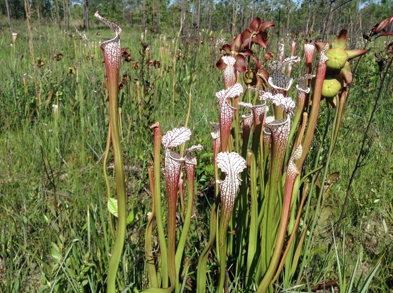 Crimson Pitcherplant photo 8