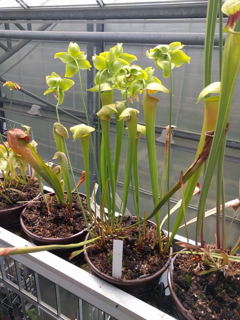 Hooded Pitcherplant photo 3
