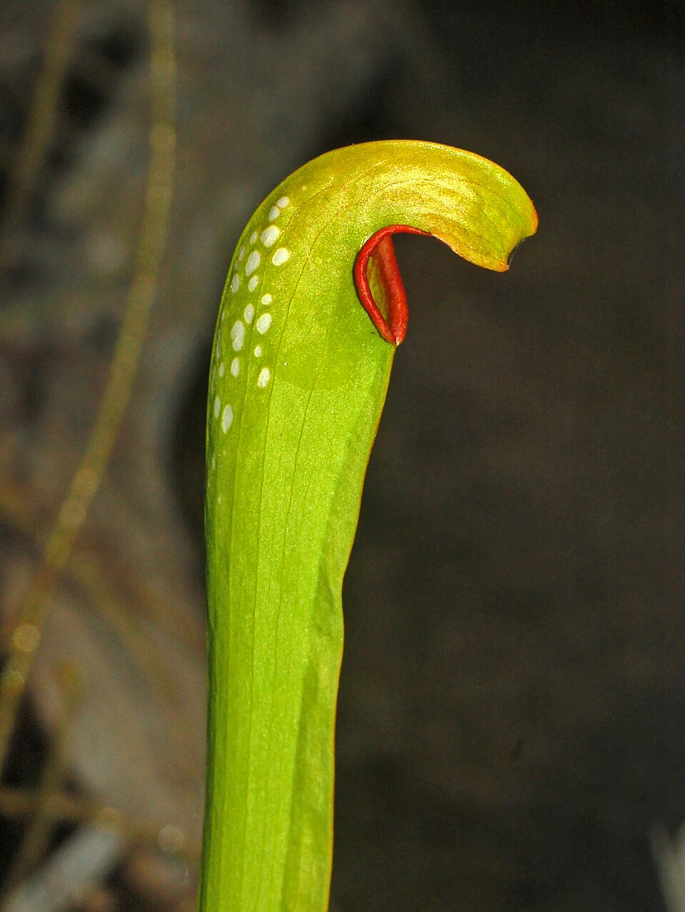 Hooded Pitcherplant photo 4