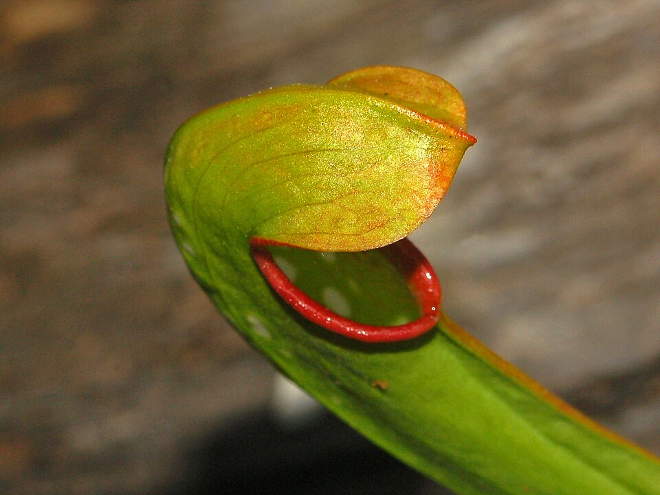 Hooded Pitcherplant photo 5