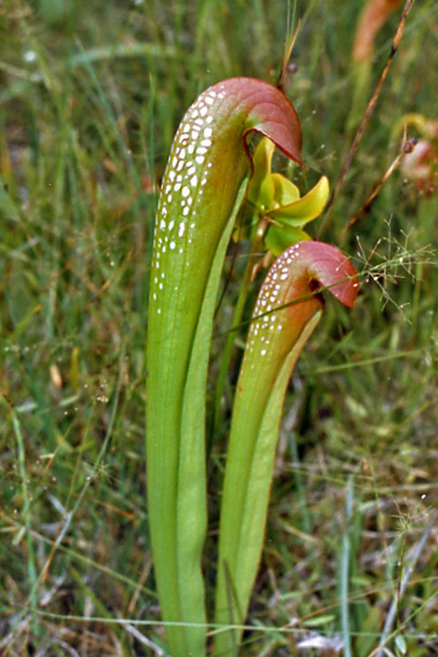 Hooded Pitcherplant photo 6