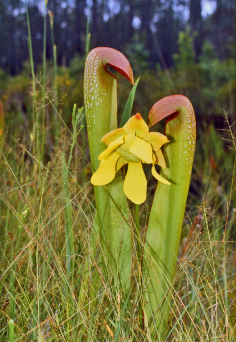 Hooded Pitcherplant photo 7