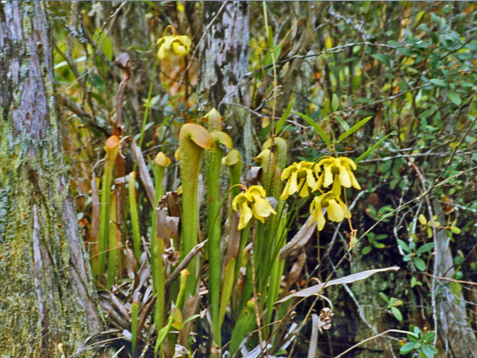 Hooded Pitcherplant photo 8
