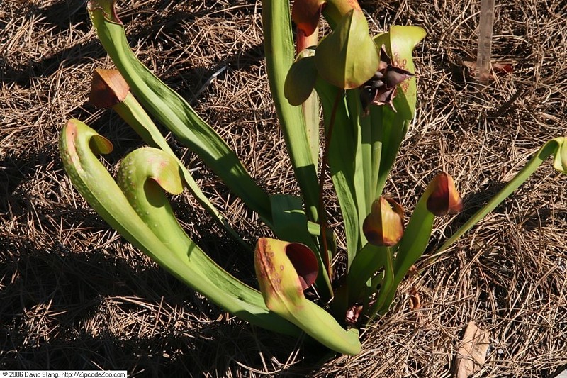 Hooded Pitcherplant photo 2