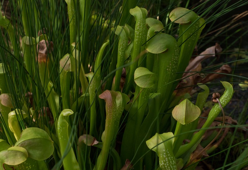 Hooded Pitcherplant