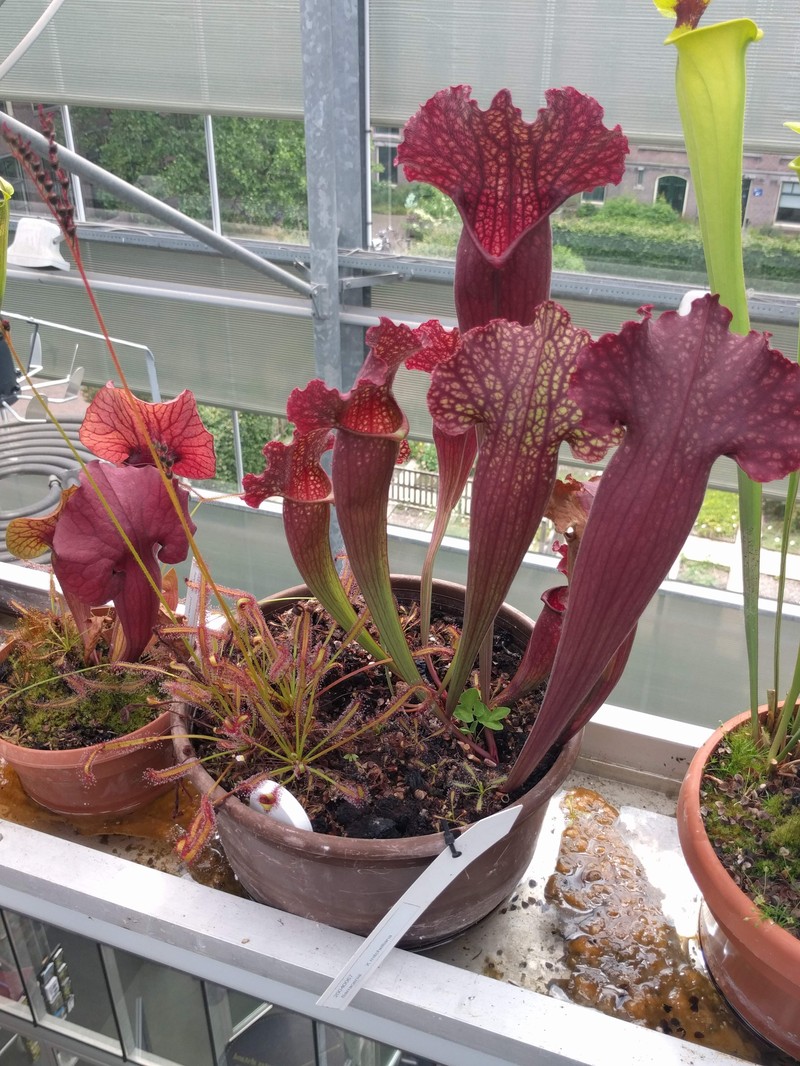 Pitcherplant photo 3