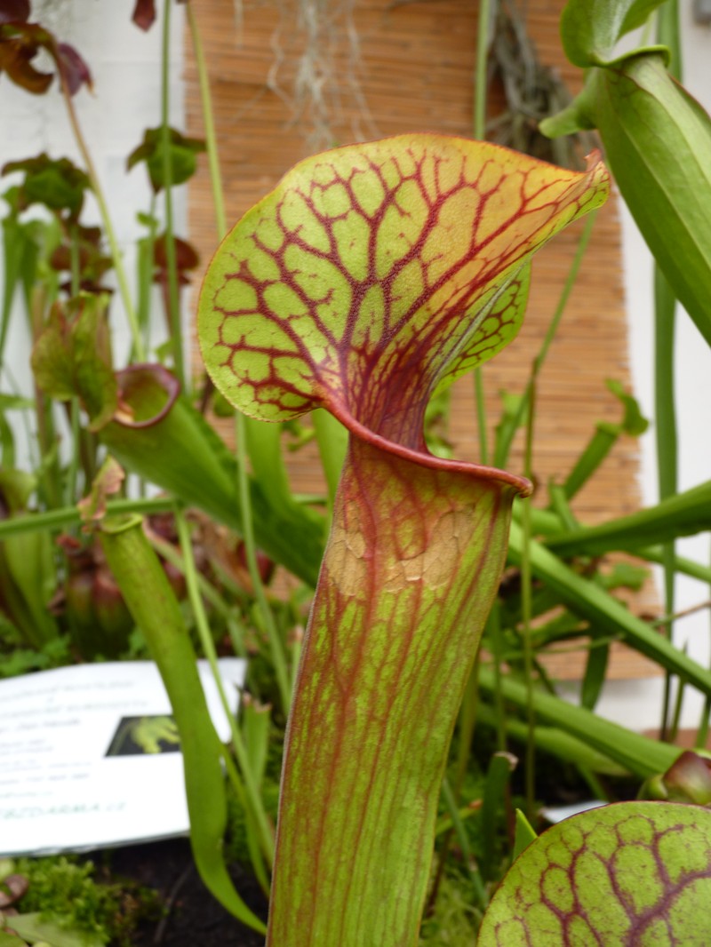 Pitcherplant
