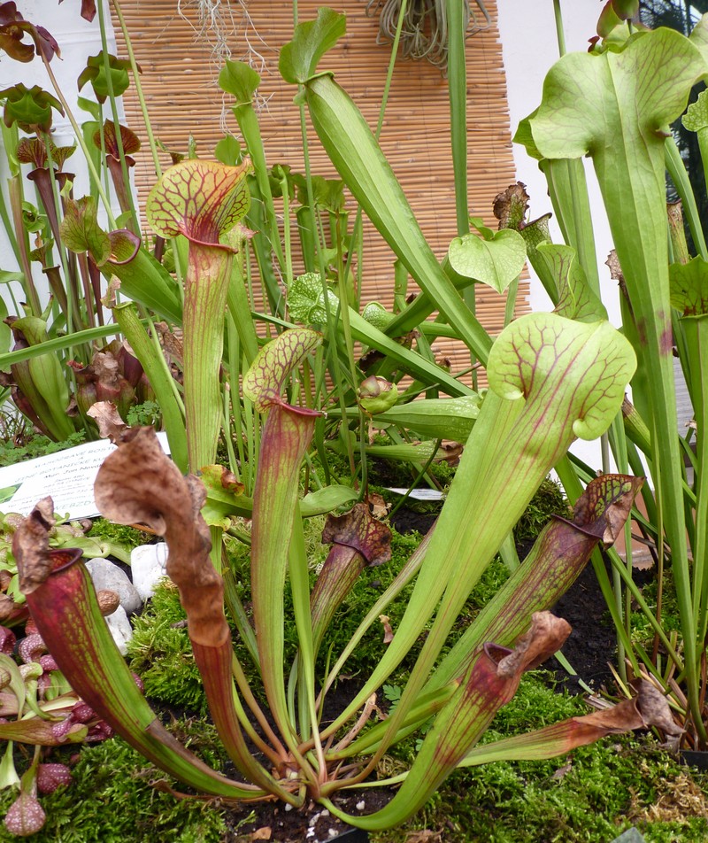 Pitcherplant photo 4