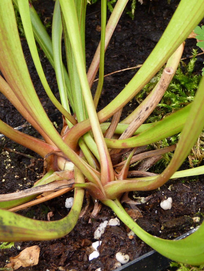 Pitcherplant photo 5