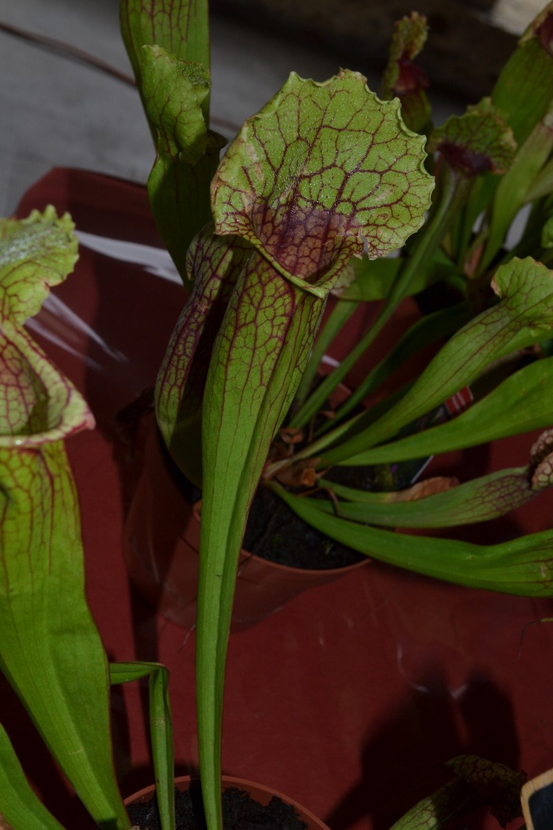 Pitcherplant photo 6