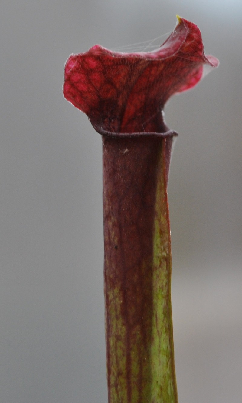 Pitcherplant photo 2