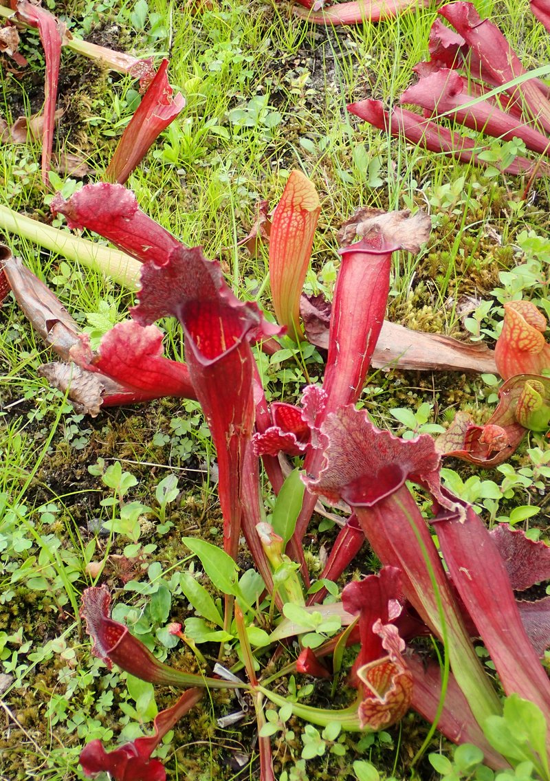 Pitcherplant photo 7