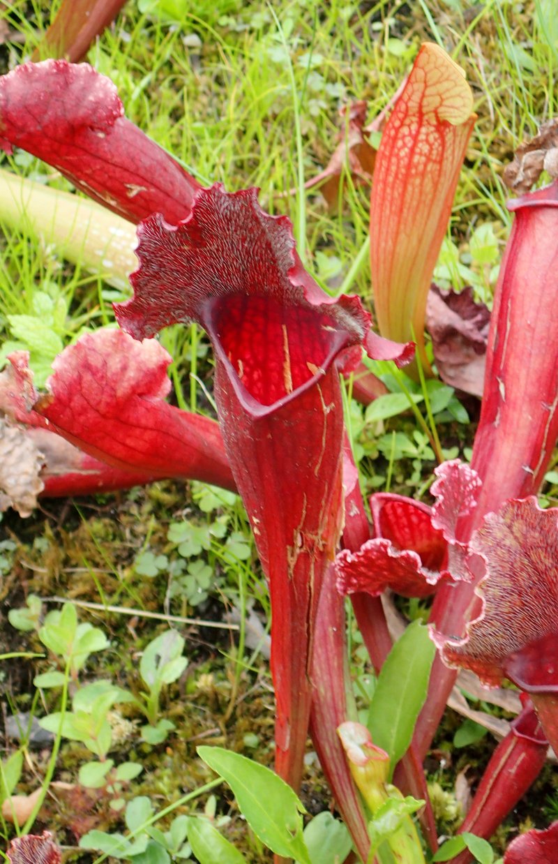 Pitcherplant photo 8