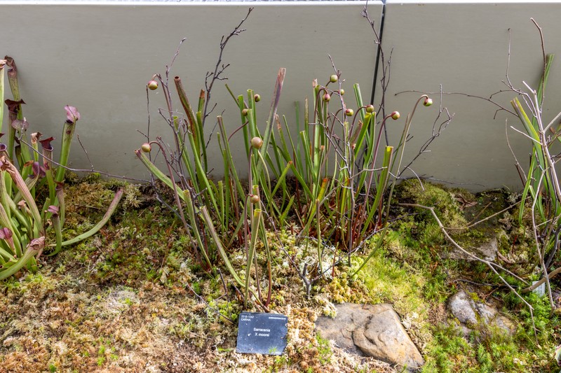 Pitcherplant photo 2