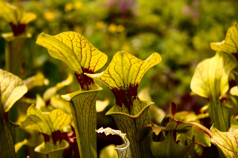 Pitcherplant photo 3