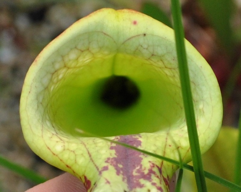 Pitcherplant