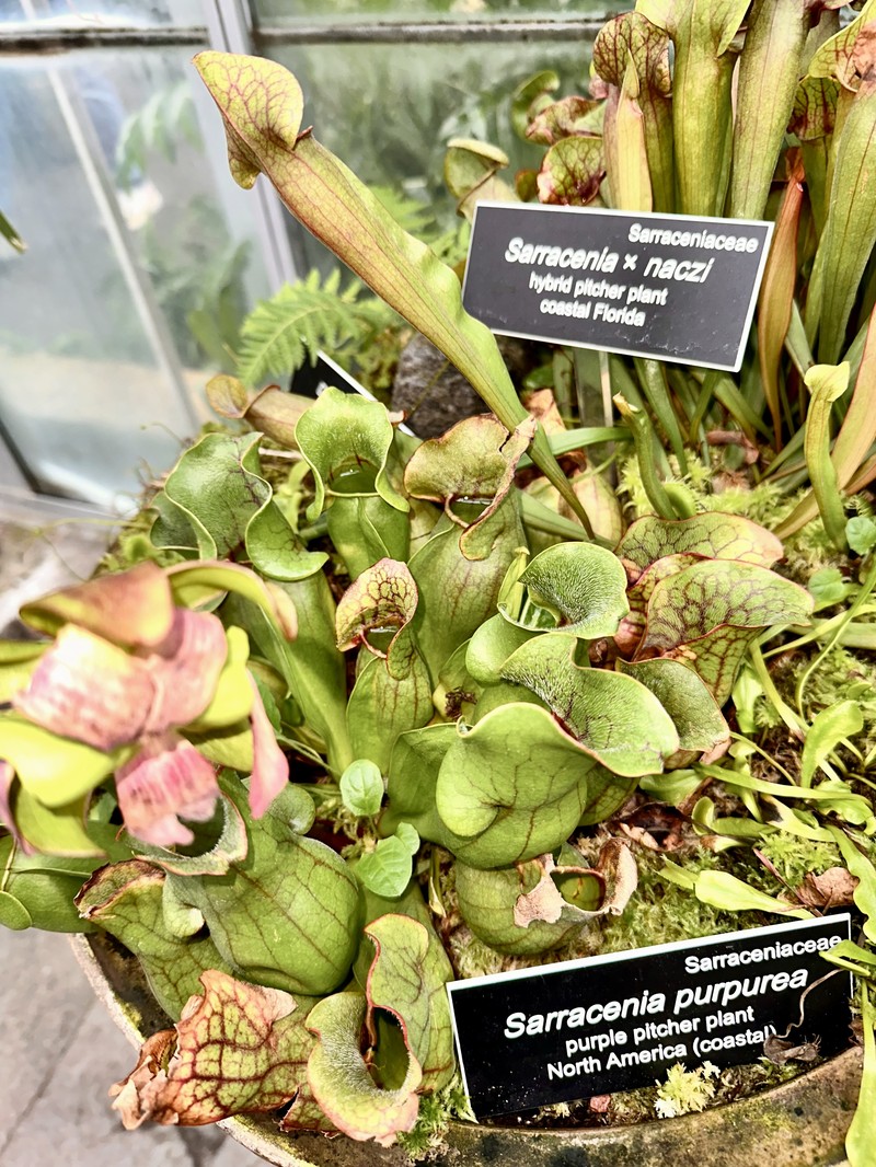hybrid pitcherplant photo 2