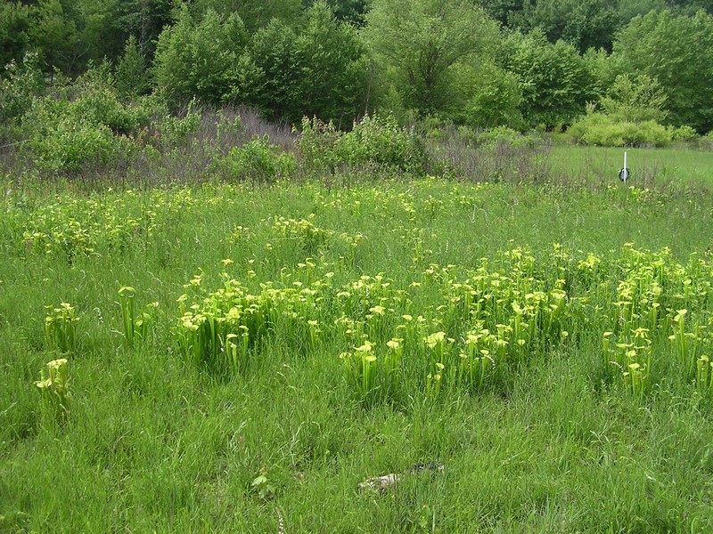Green Pitcherplant photo 4