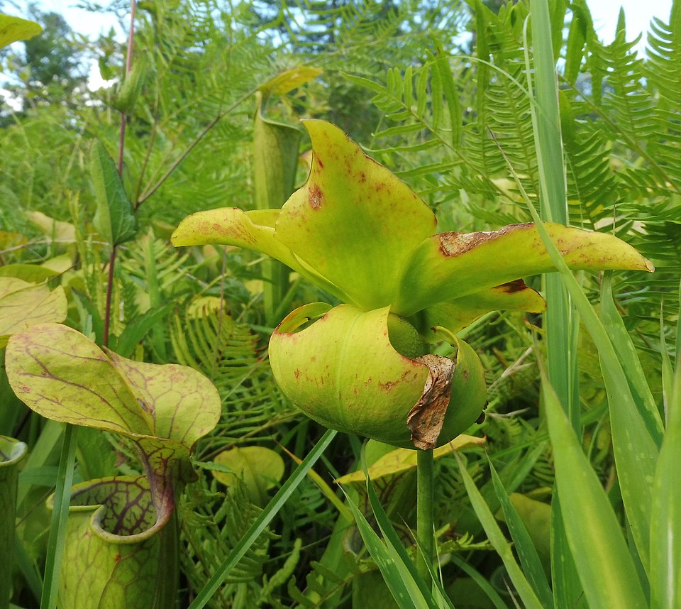 Green Pitcherplant photo 5