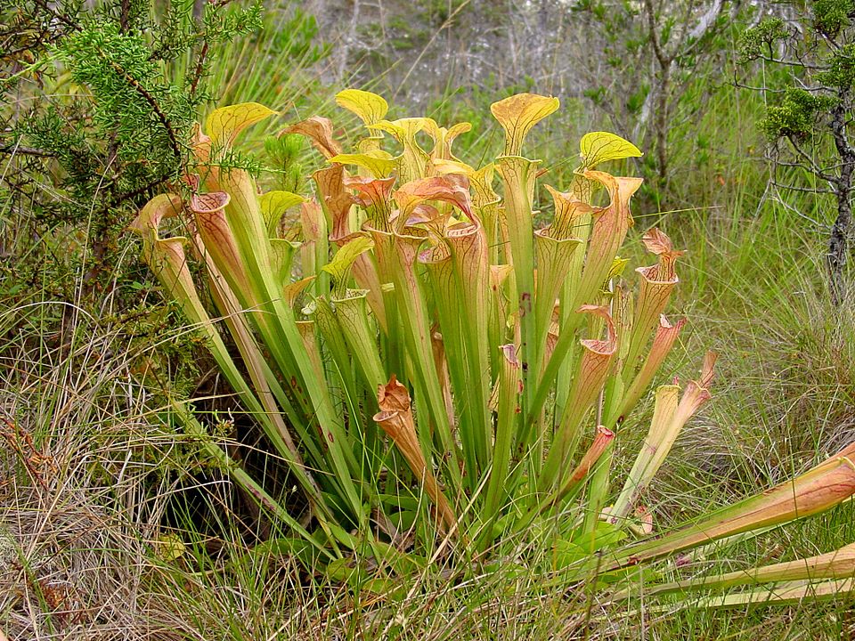 Green Pitcherplant photo 6