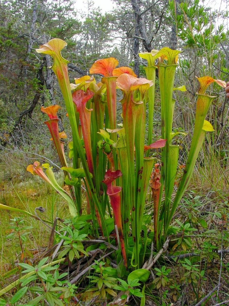 Green Pitcherplant