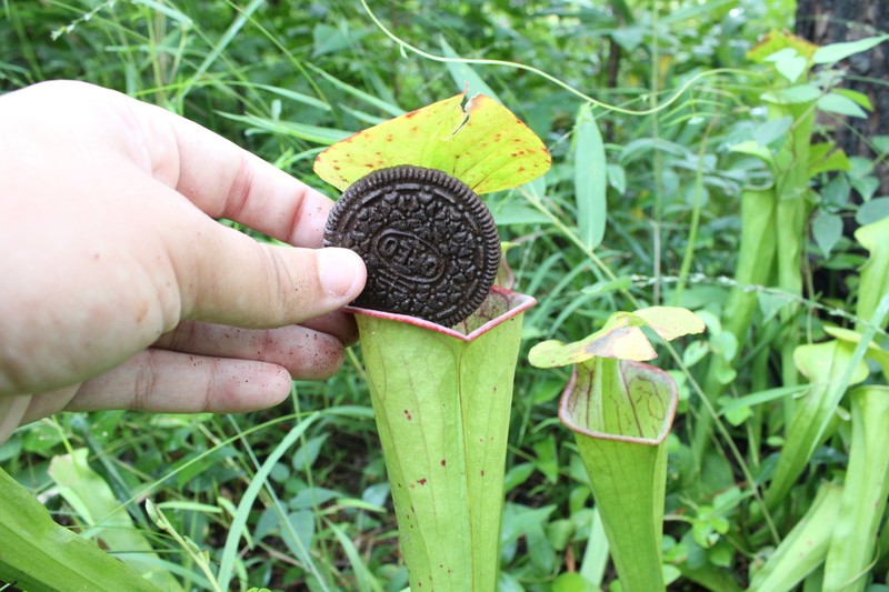 Green Pitcherplant photo 5