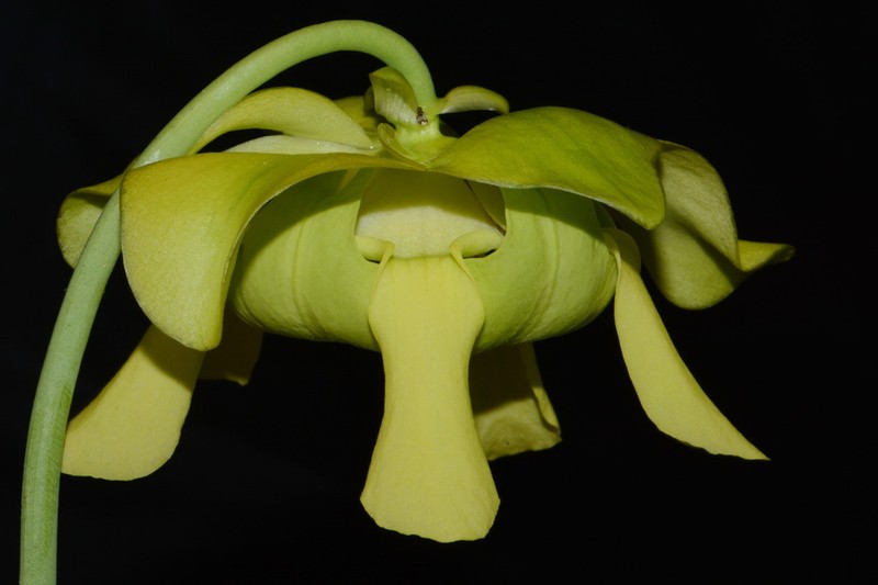 Green Pitcherplant photo 6