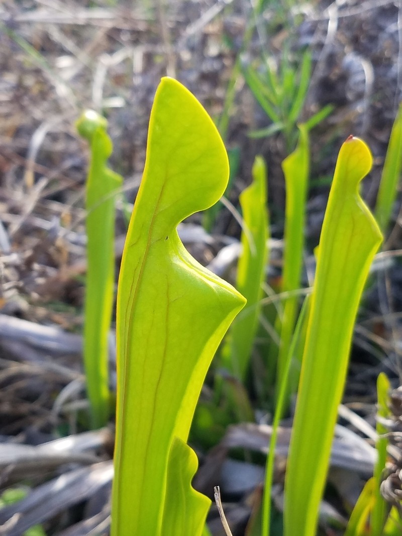 Green Pitcherplant photo 7