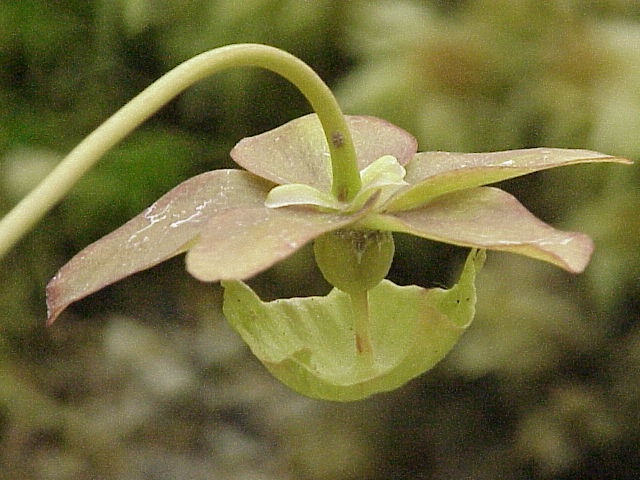Parrot Pitcherplant photo 5