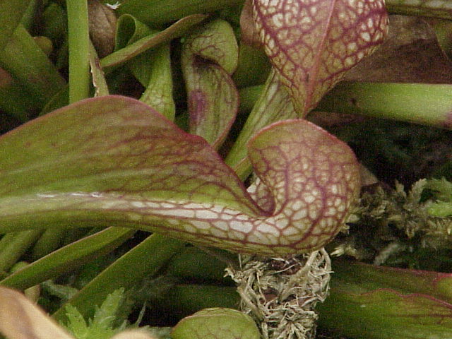 Parrot Pitcherplant photo 6