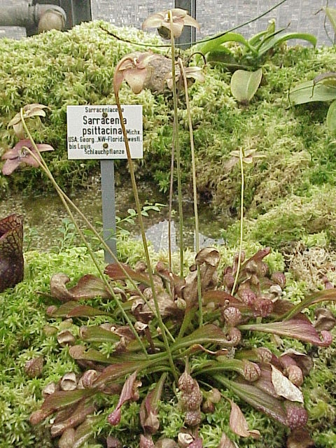 Parrot Pitcherplant photo 7