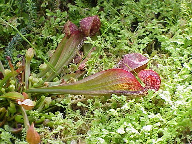 Parrot Pitcherplant