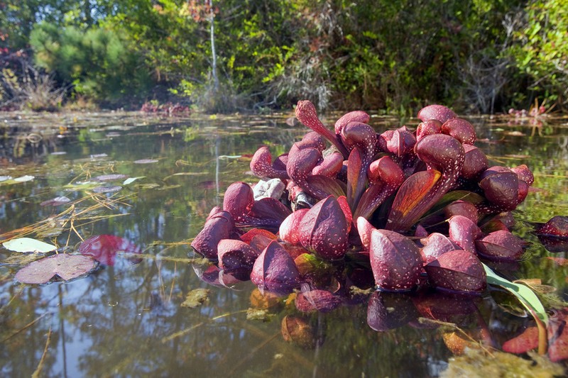 Parrot Pitcherplant photo 5