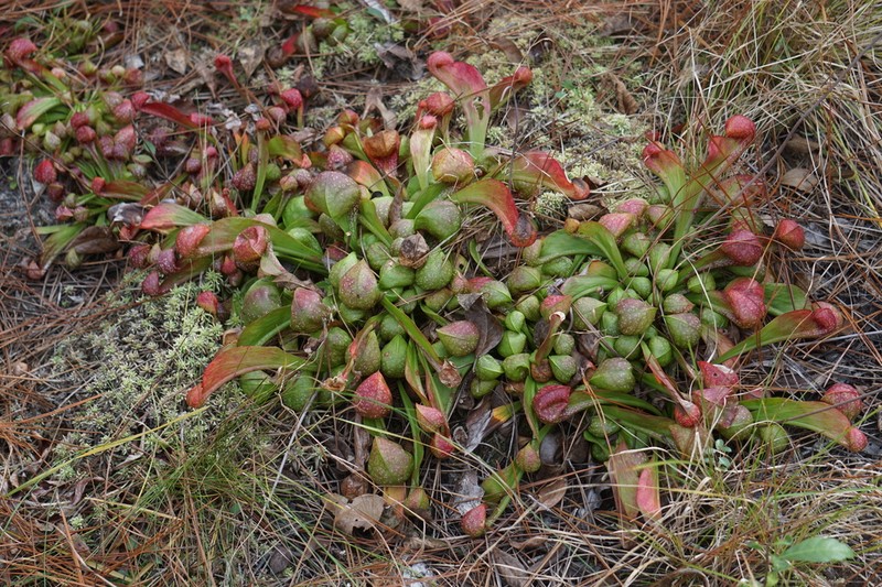 Parrot Pitcherplant photo 6