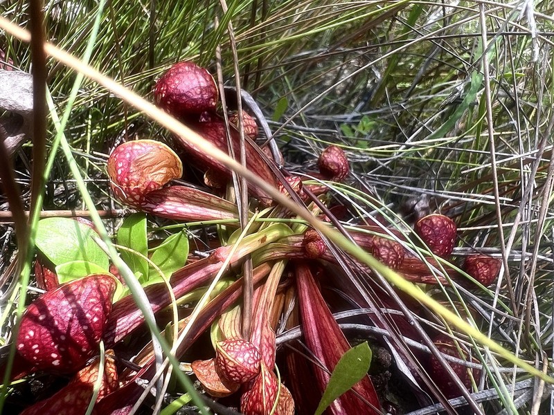 Parrot Pitcherplant photo 7