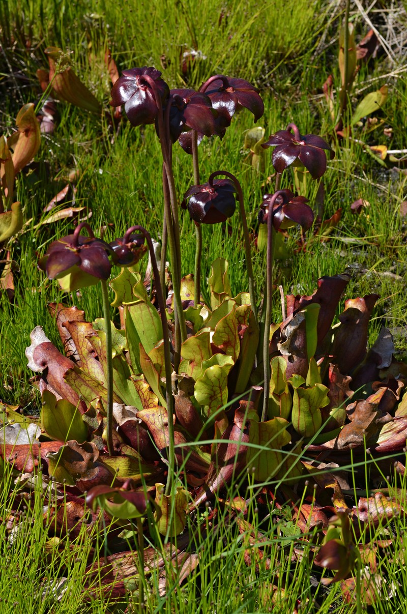 Purple Pitcherplant