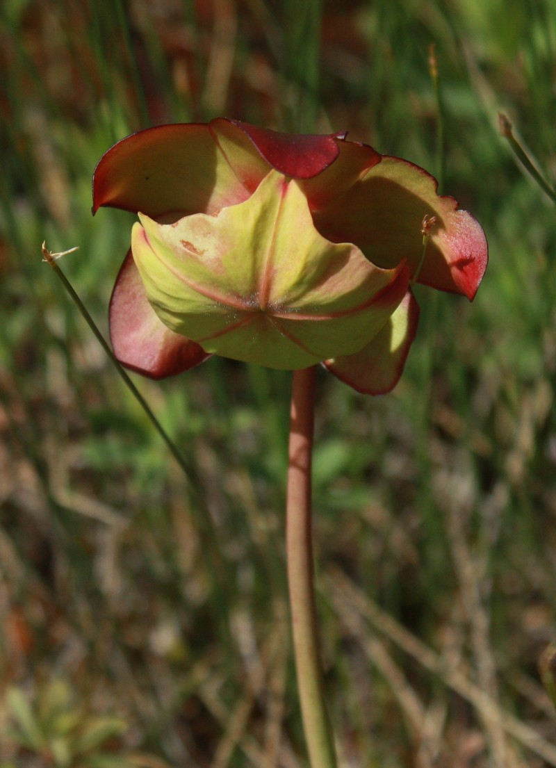 Purple Pitcherplant photo 2