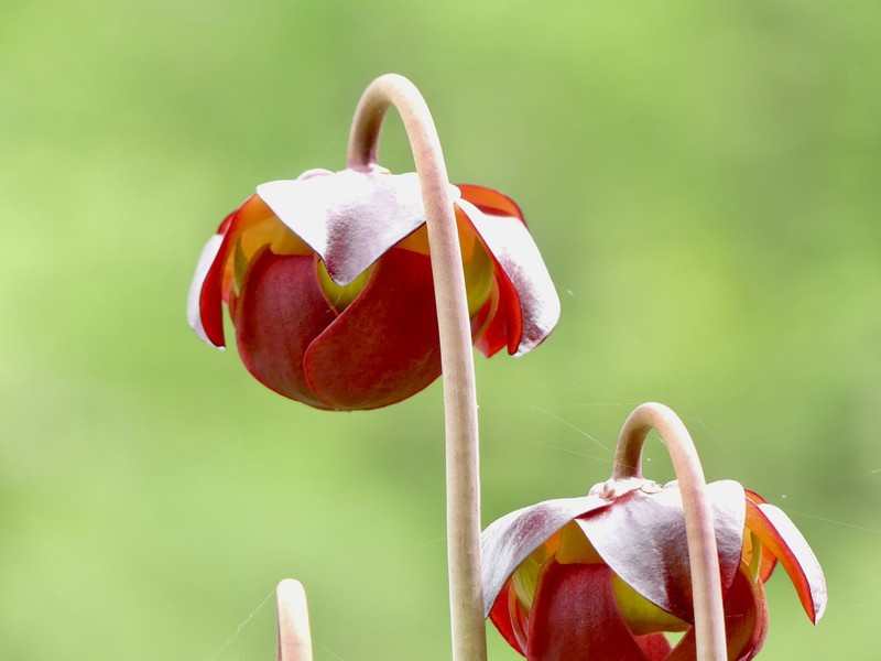 Purple Pitcherplant photo 3