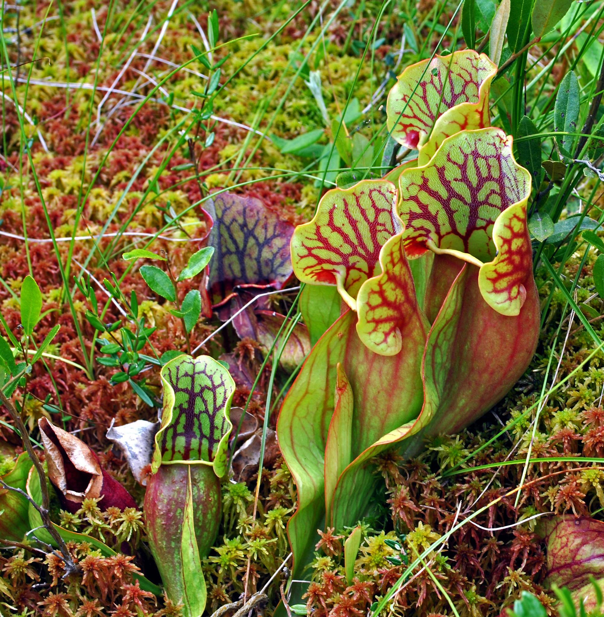 Purple Pitcherplant photo 3