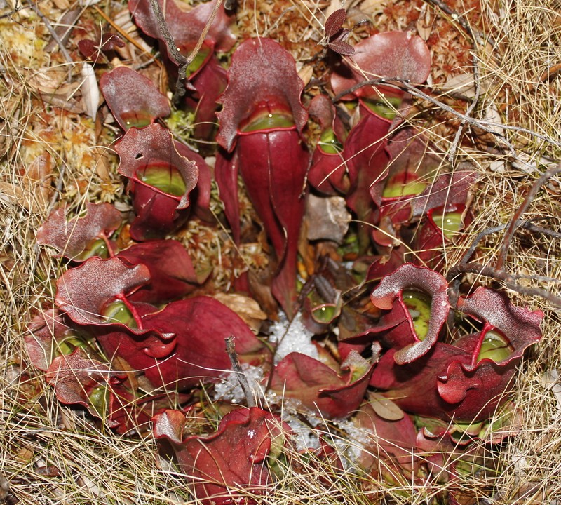 Purple Pitcherplant photo 4