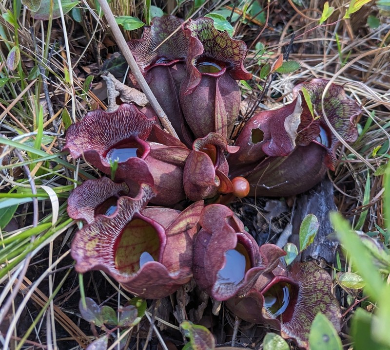 Purple Pitcherplant photo 5