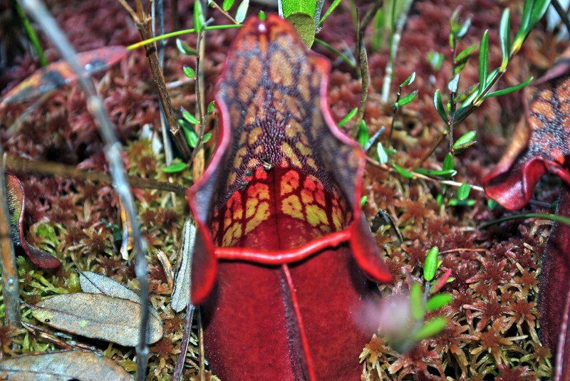 Purple Pitcherplant photo 6