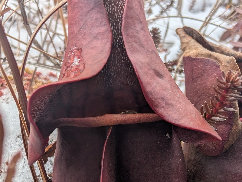Sarracenia purpurea subsp. purpurea