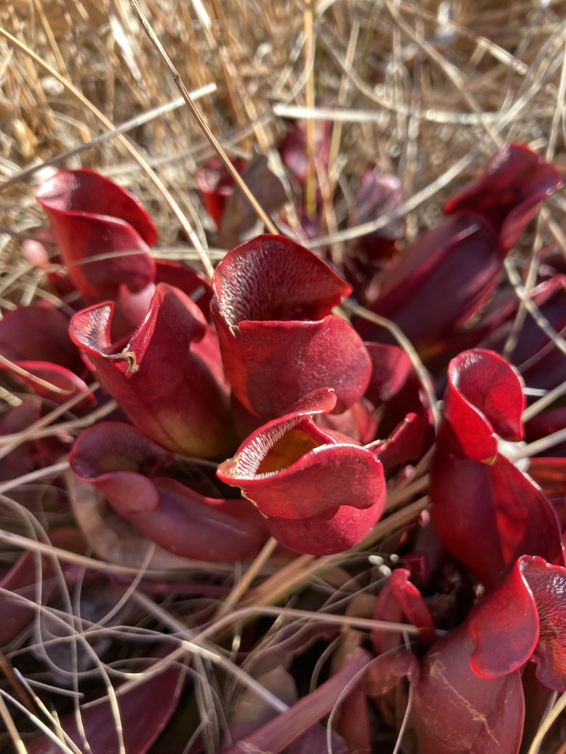 Sarracenia purpurea subsp. purpurea photo 2