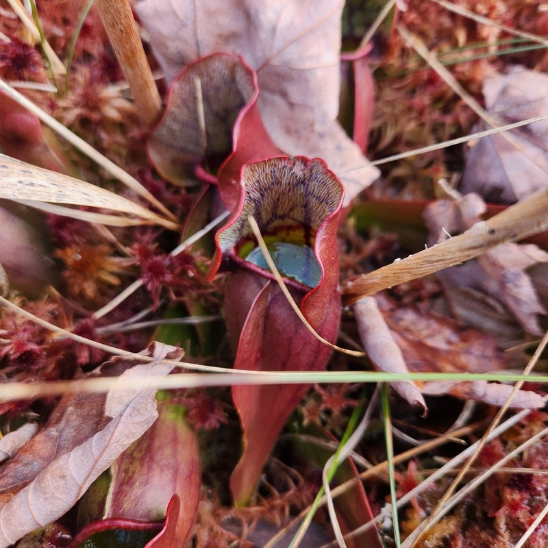 Sarracenia purpurea subsp. purpurea photo 4