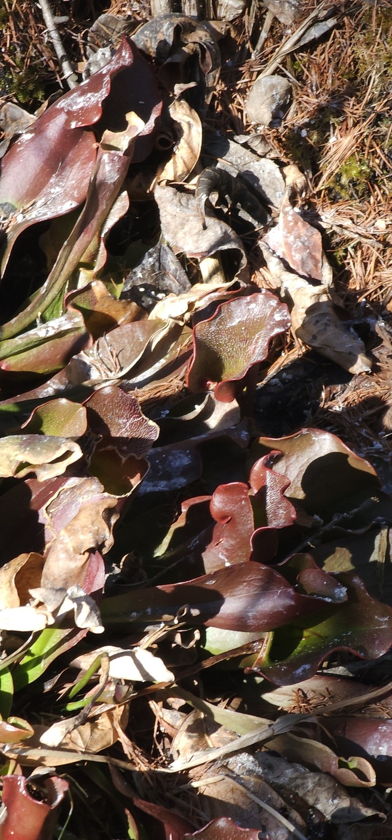 Sarracenia purpurea subsp. purpurea photo 6